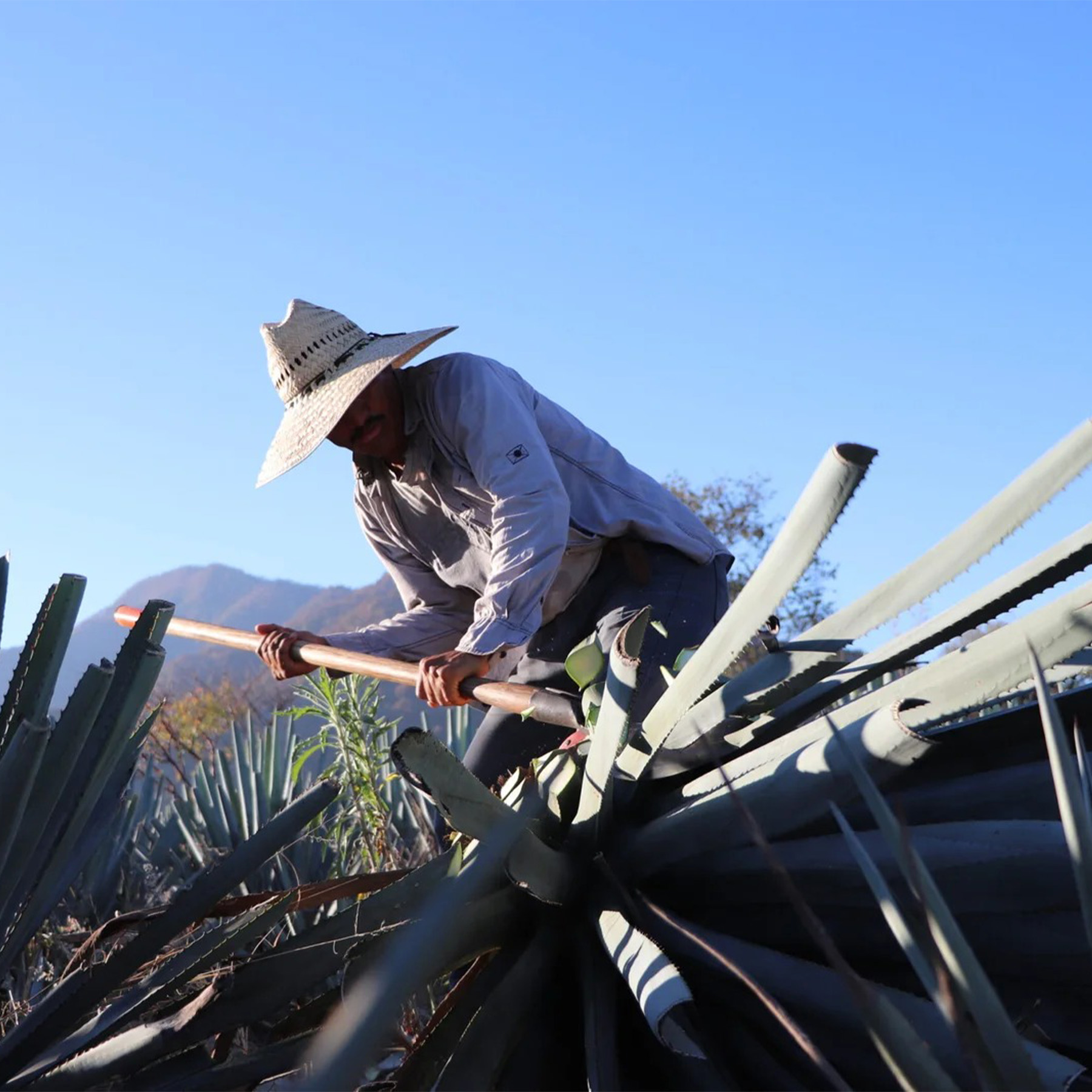 Tequila Casa Jalisco Fabrica