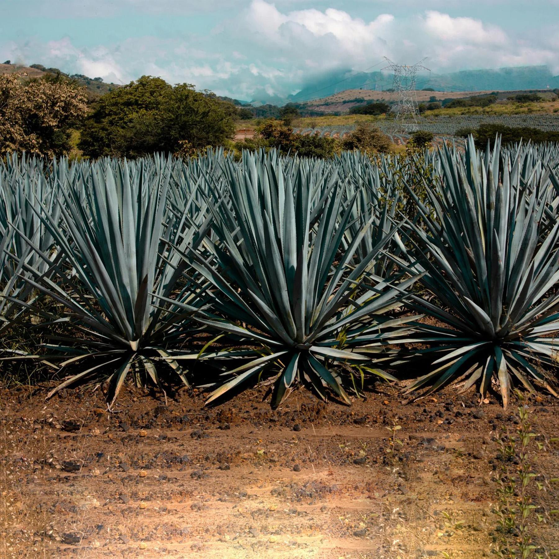 Tequila Casa Jalisco Fabrica