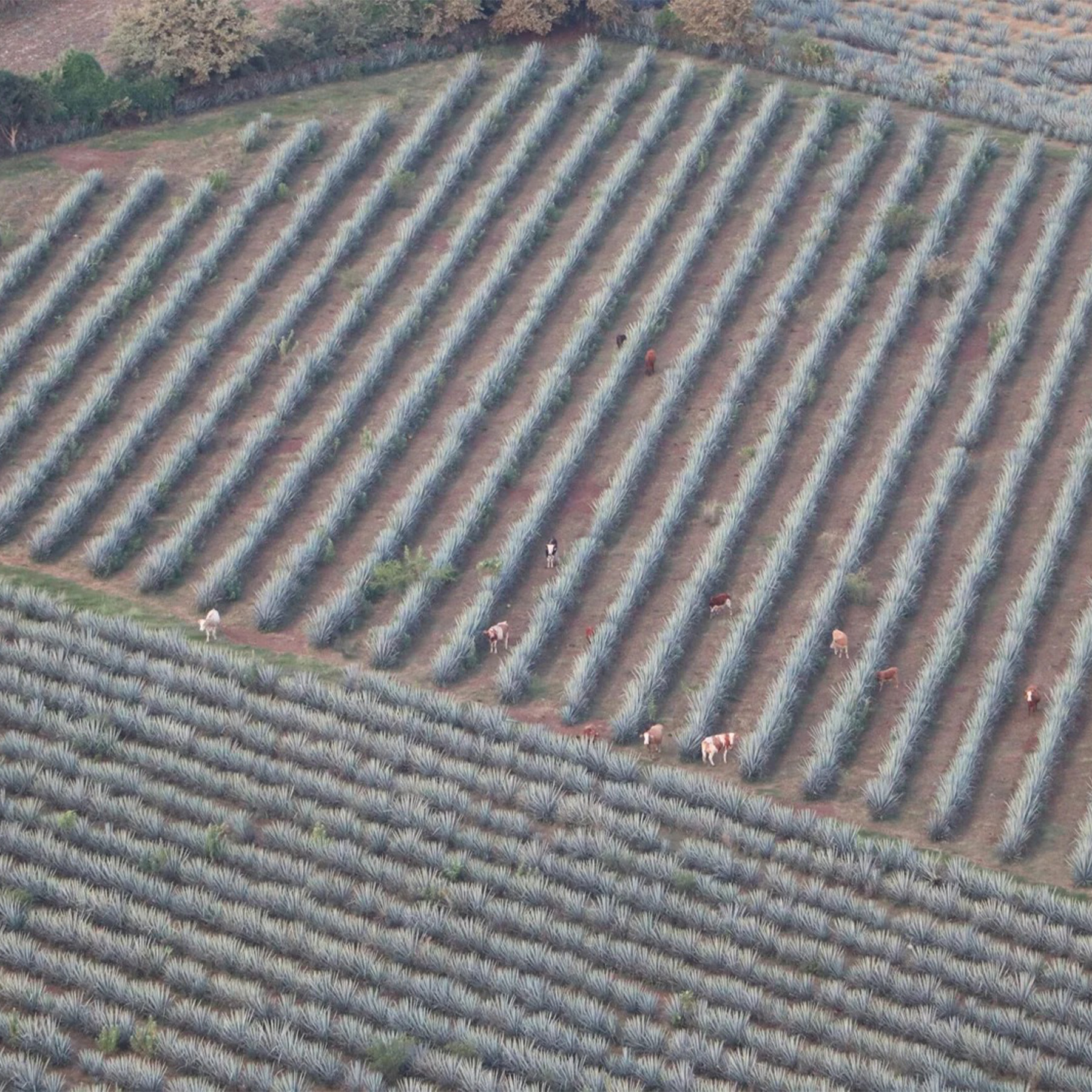Tequila Casa Jalisco Fabrica
