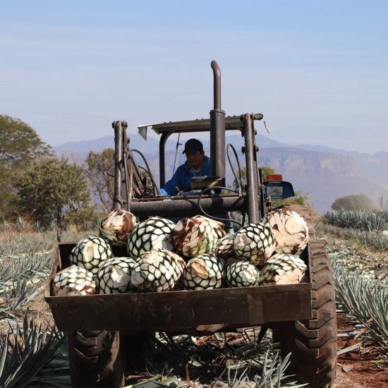Tequila Casa Jalisco Fabrica