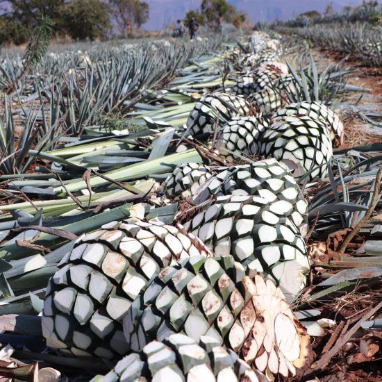 Tequila Casa Jalisco Fabrica