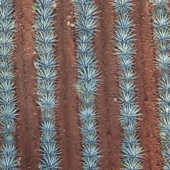 Tequila Casa Jalisco Fabrica